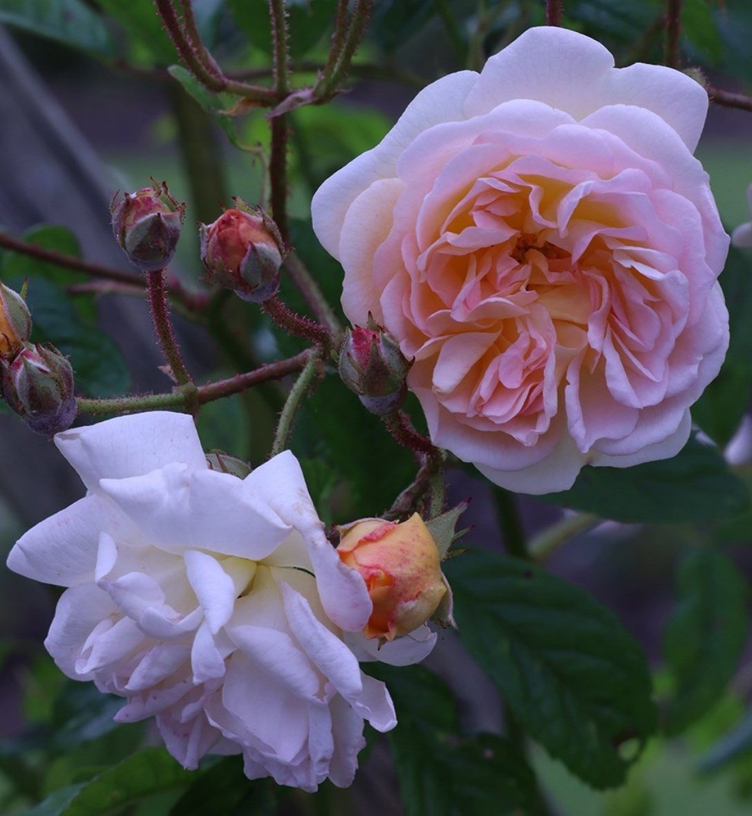 Potted bare root roses
