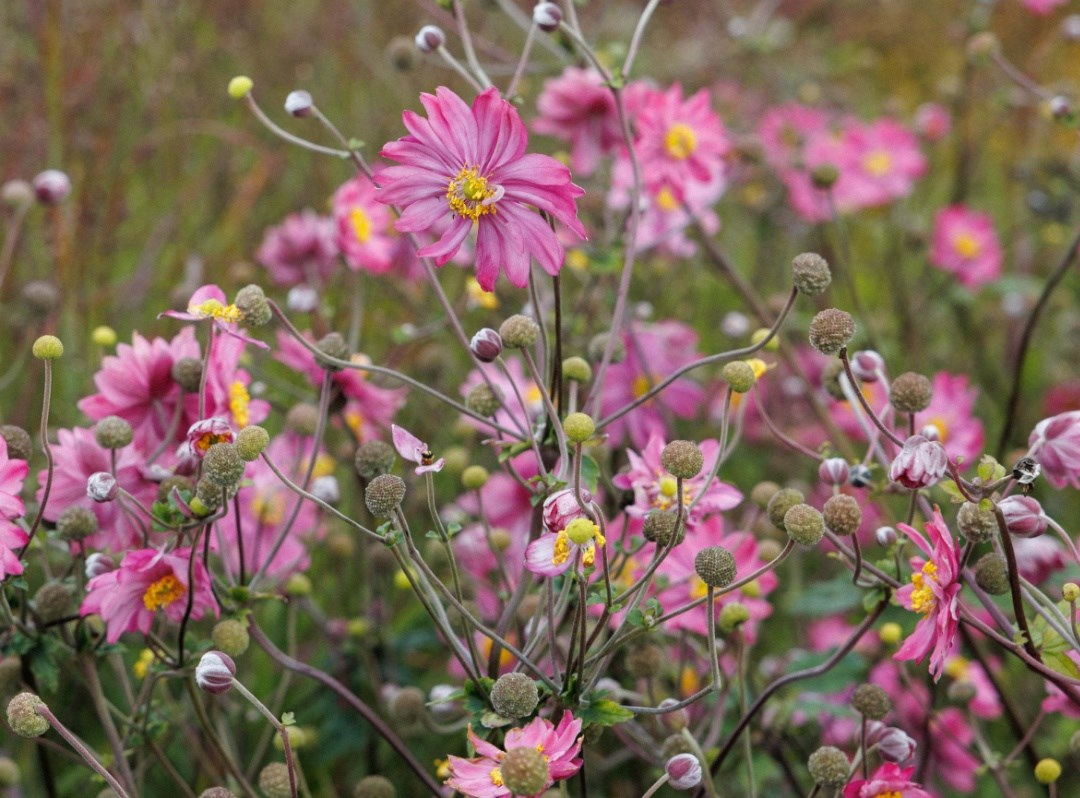 Plant of the month: Japanese anemones