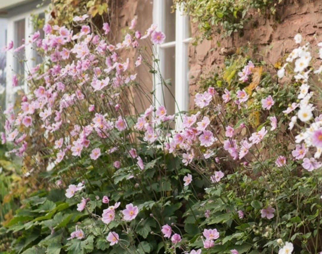 Japanese Anemones