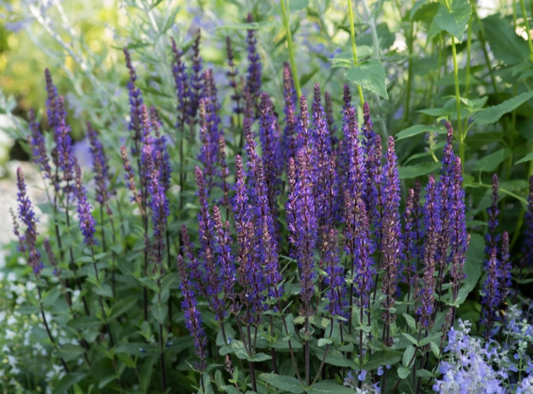 Salvias