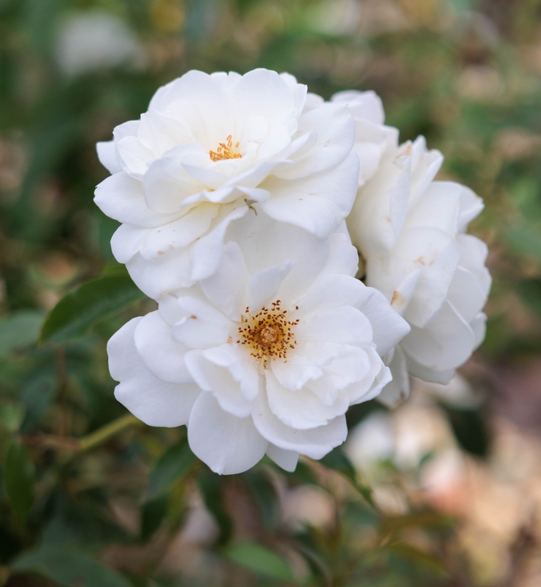 Potted bare root roses