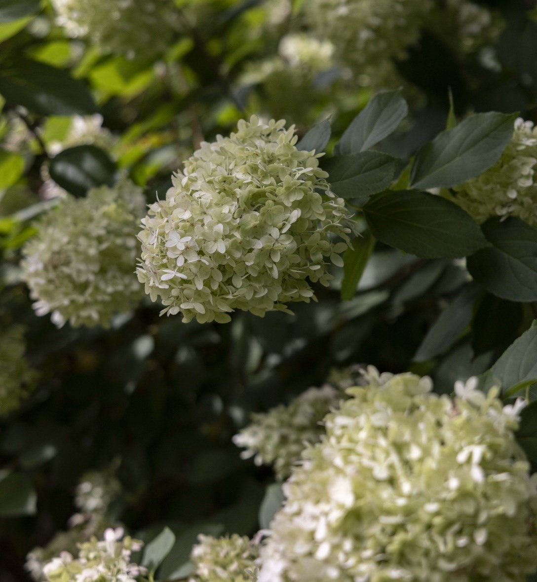 Hydrangeas