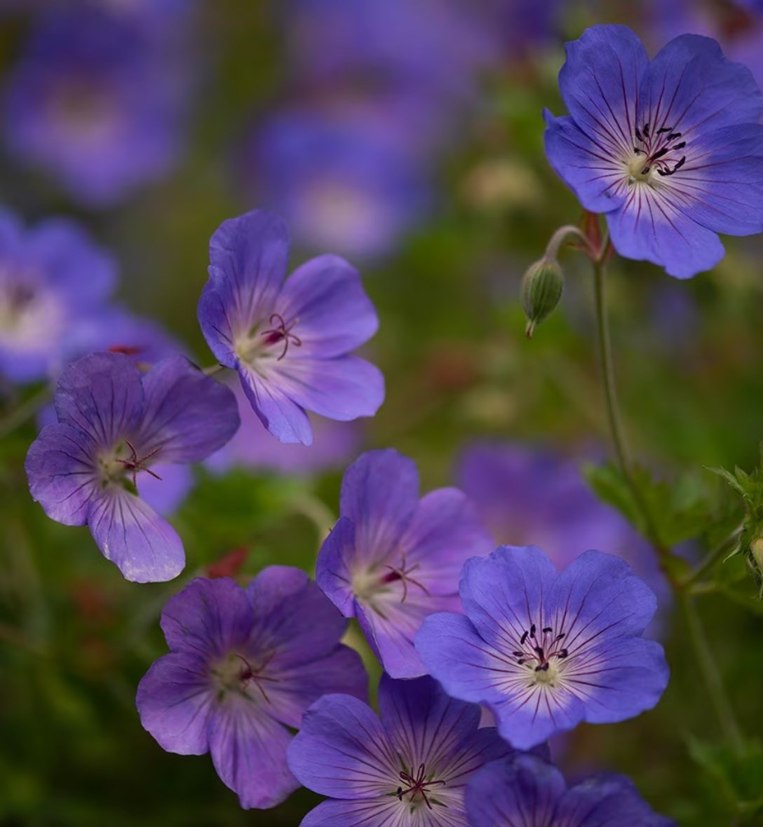 Geraniums