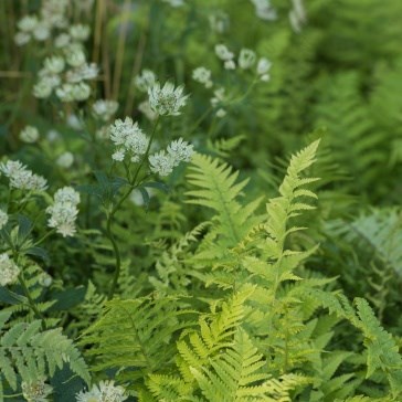 Grasses & Ferns