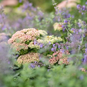 Perennials