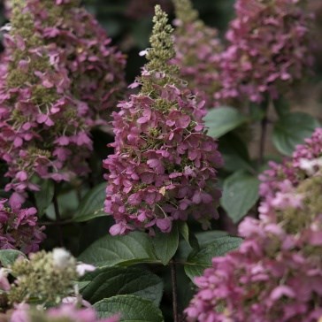Shrubs