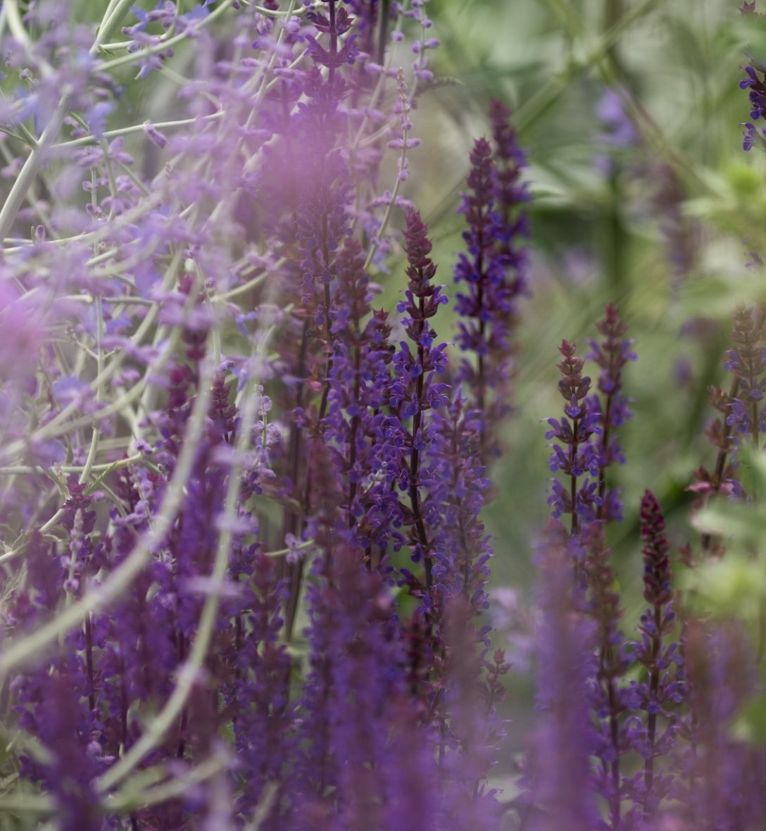 Salvias