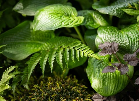Green is a colour