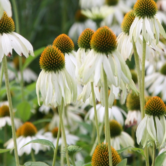 Buy perennials, shrubs, climbers, trees, grasses, bamboos, bulbs