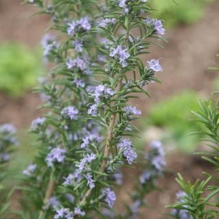 Rosemary