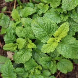 Lemon balm