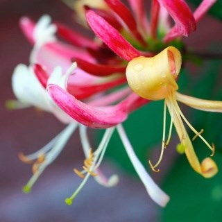 Honeysuckle