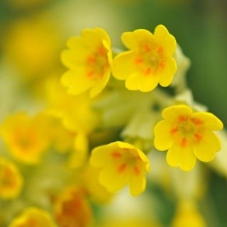 Cowslip