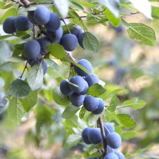 Blackthorn hedge