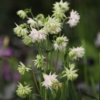 Aquilegia vulgaris var. stellata 'White Barlow' (Barlow Series) granny's bonnet