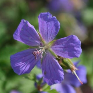 Geranium himalayense 'Gravetye'