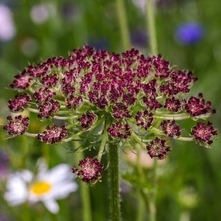 Daucus carota 'Dara'