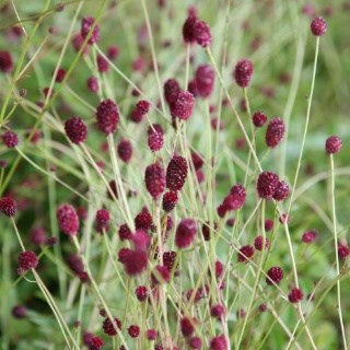 Sanguisorba tanna