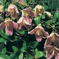 picture of Clematis cirrhosa 'Freckles'