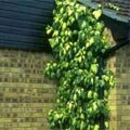 picture of Hedera colchica 'Sulphur Heart' 