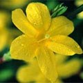 picture of Jasminum nudiflorum