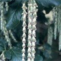 picture of Garrya elliptica James Roof