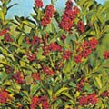 picture of Ilex aquifolium 'J.C. van Tol'