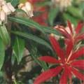 picture of Pieris 'Forest Flame'