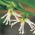 picture of Sarcococca confusa 