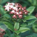 picture of Viburnum tinus
