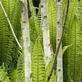 picture of Betula utilis var. jacquemontii
