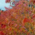 picture of Prunus x subhirtella Autumnalis Rosea