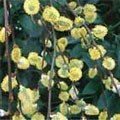 picture of Salix caprea Kilmarnock