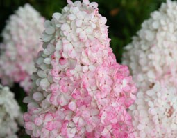 The RHS Hydrangea Collection