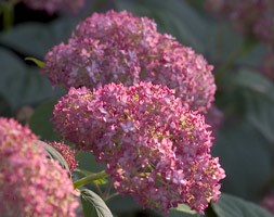 The RHS Hydrangea Collection