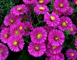 The RHS Aster Collection