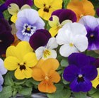 Colourful Winter Flowers - Homebase