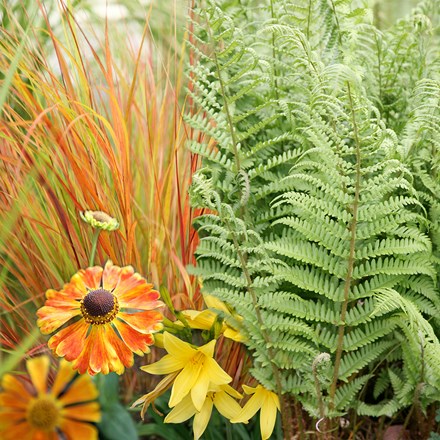 Ready-made border Cool grasses and hot exotics