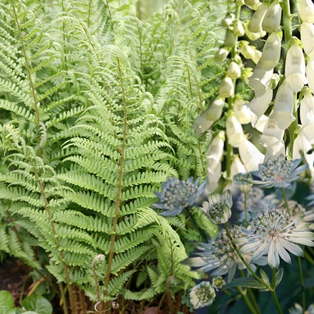 Ready-made border Soothing green and white