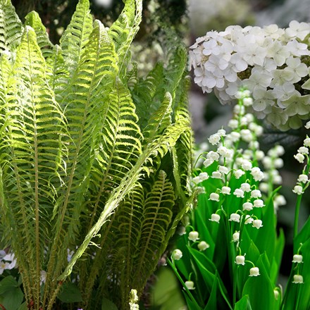 Ready-made border Shady sanctuary