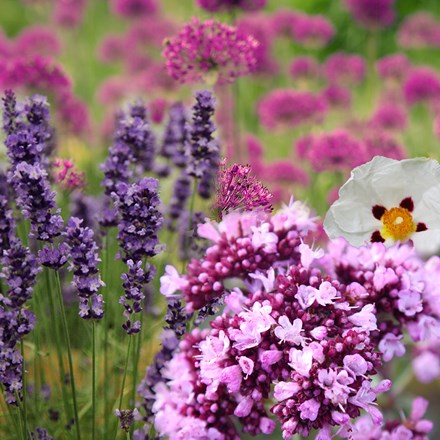 Ready-made border Mediterranean