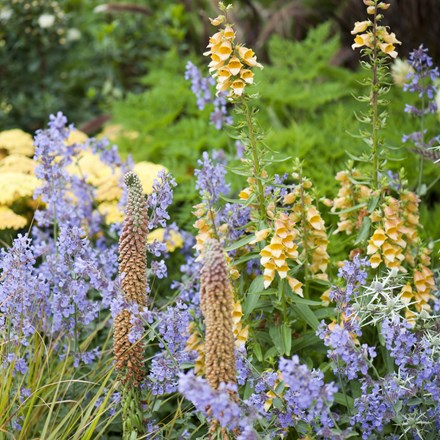Ready-made border Soft Summer
