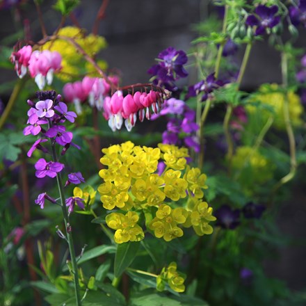 Ready-made border Early colour