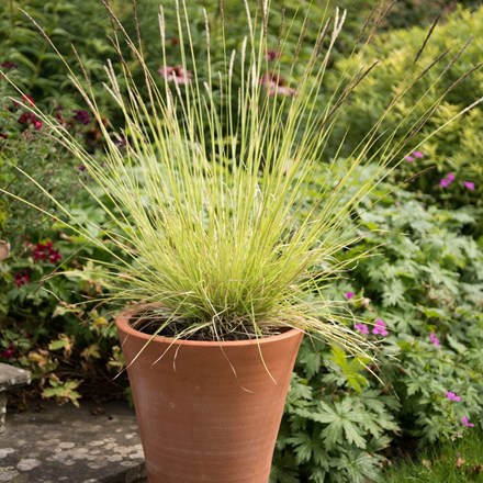 Sesleria and empoli pot combination