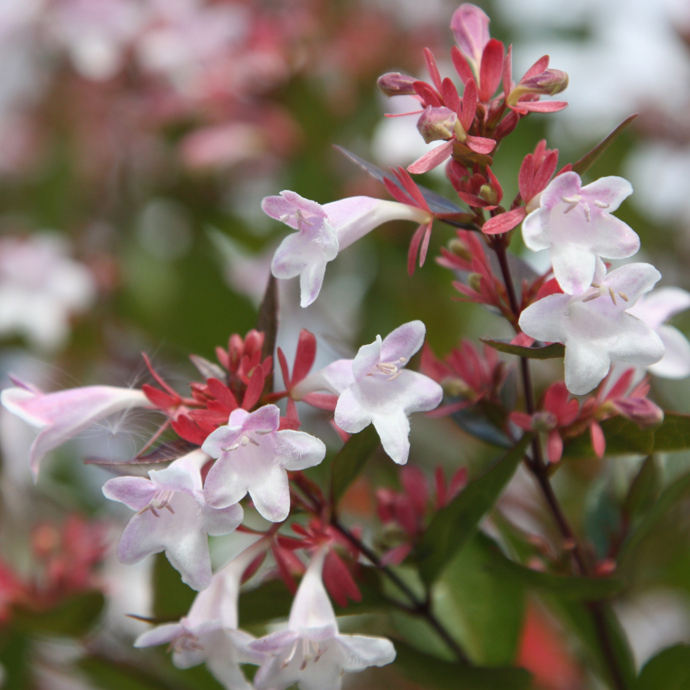 <i>Abelia</i> × <i>grandiflora</i>