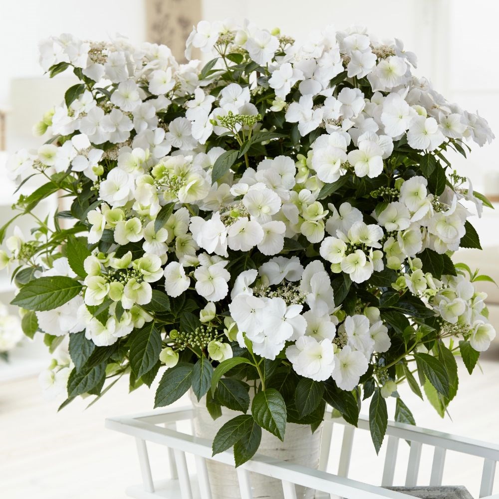 <i>Hydrangea</i> Runaway Bride <b class=small-caps>Snow White</b> ('USHYD0405') (PBR)
