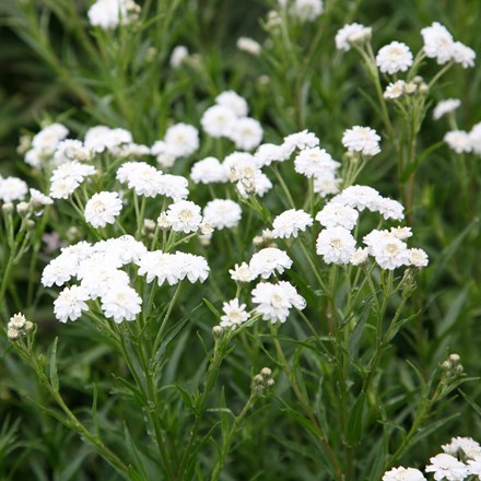 <i>Achillea ptarmica</i> (The Pearl Group) 'The Pearl' (clonal)