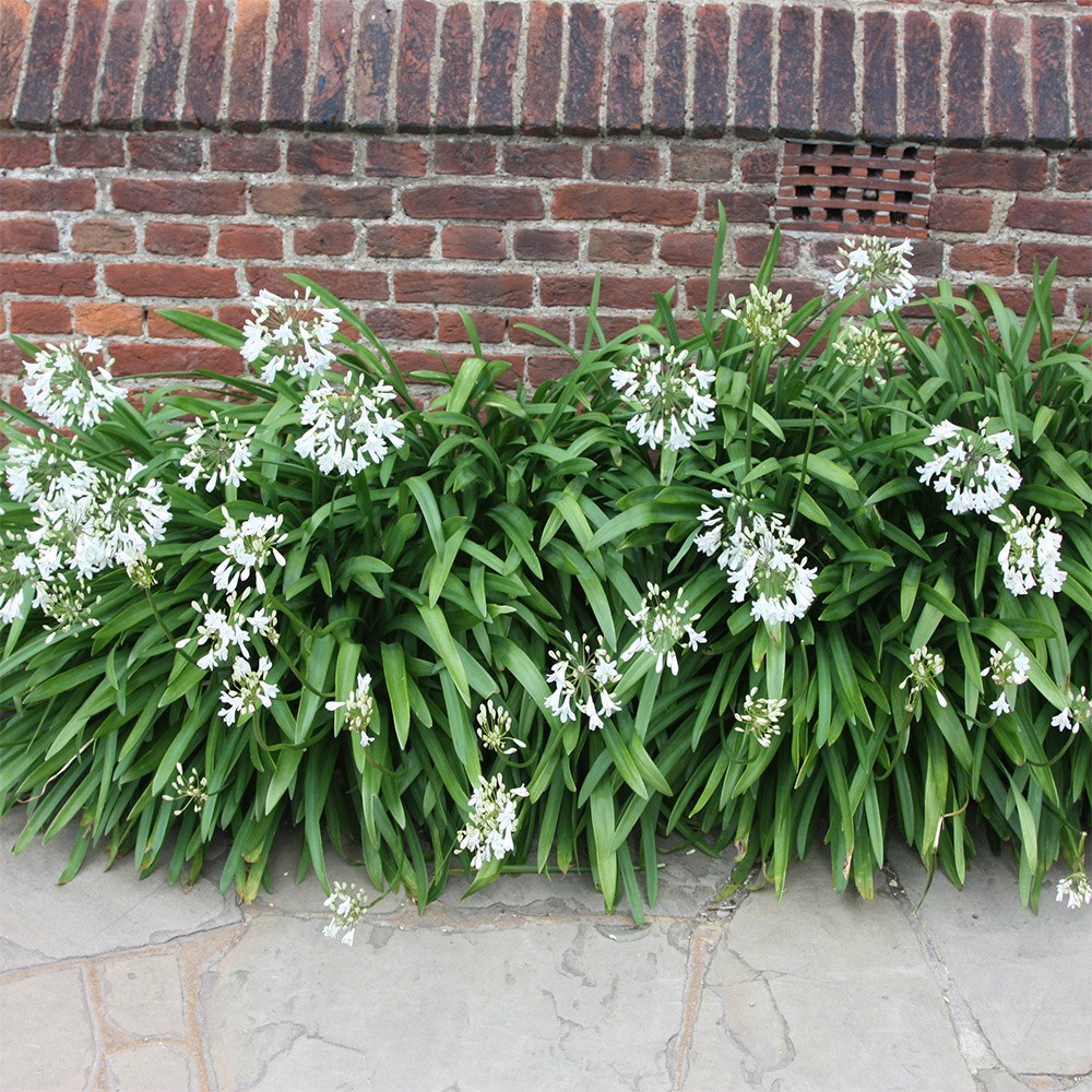 <i>Agapanthus africanus</i> 'Albus'