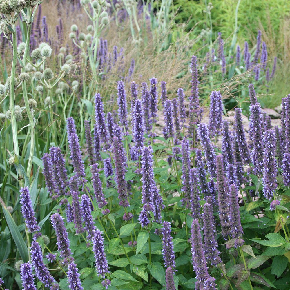 <i>Agastache</i> 'Blue Fortune'