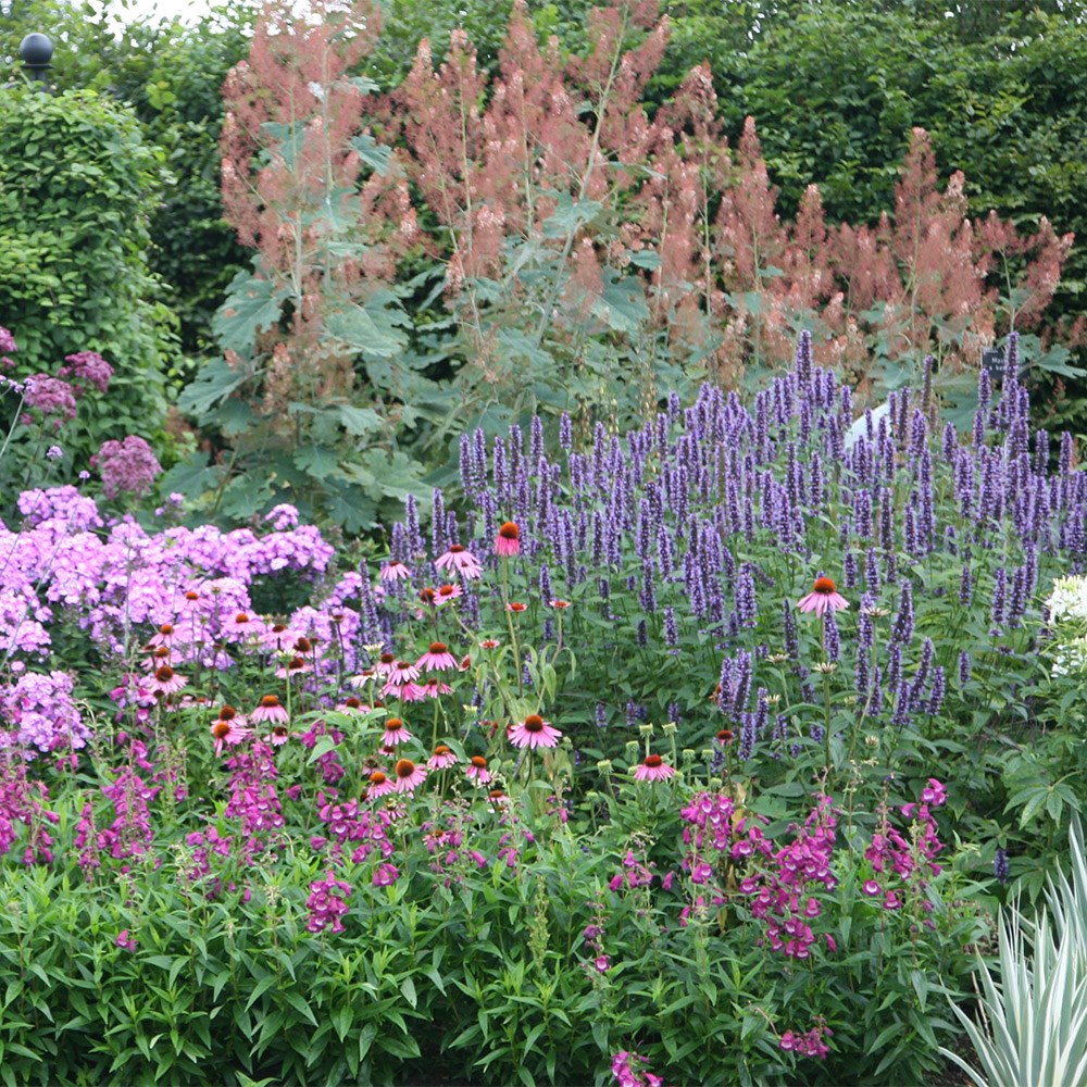 <i>Agastache</i> 'Blue Fortune'